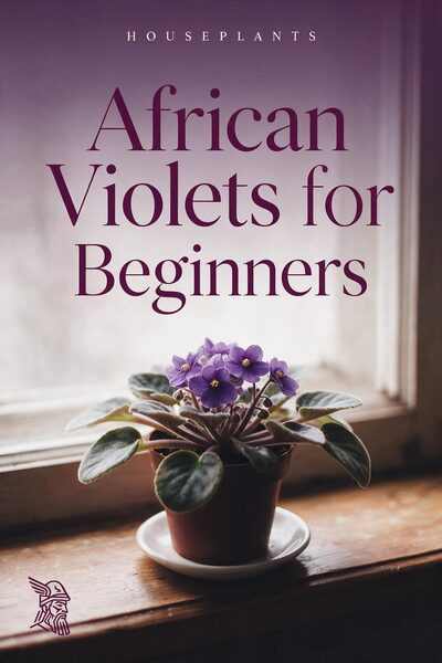 African Violets for Beginners