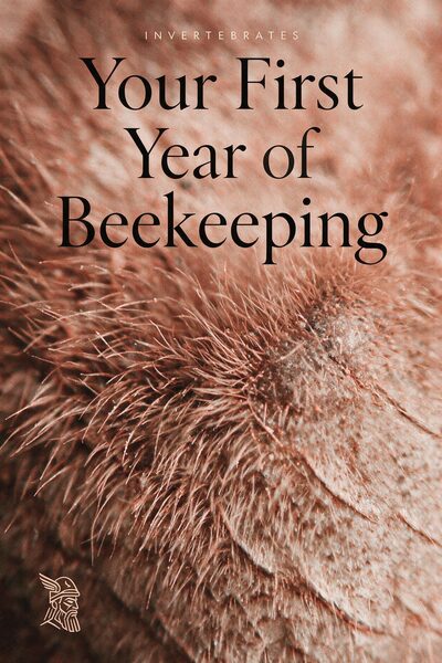 Your First Year of Beekeeping