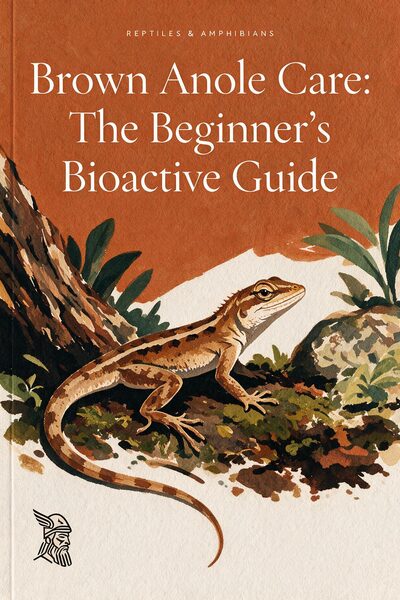 Brown Anole Care: The Beginner's Bioactive Guide