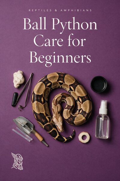 Ball Python Care for Beginners