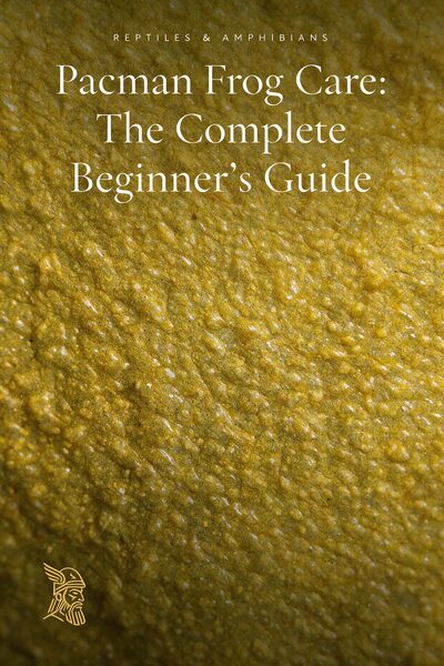Pacman Frog Care: The Complete Beginner's Guide