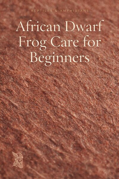 African Dwarf Frog Care for Beginners