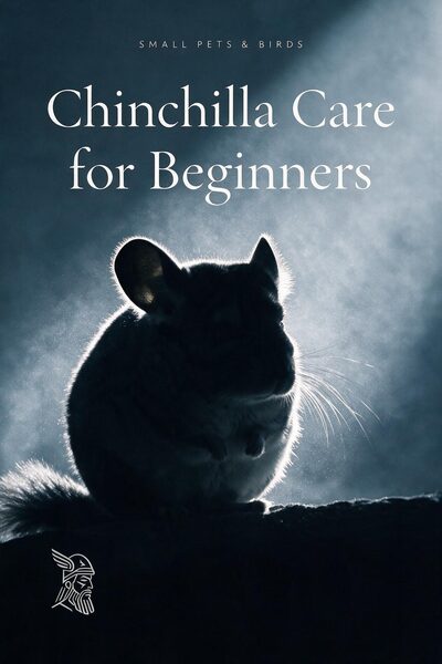 Chinchilla Care for Beginners
