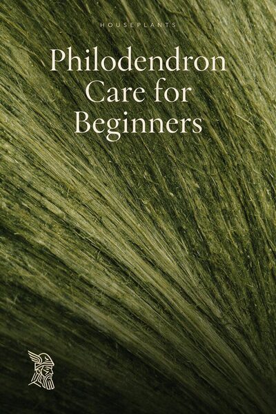 Philodendron Care for Beginners
